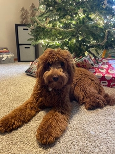 Sophie F1 Mini Goldendoodle of Scout & Tyke